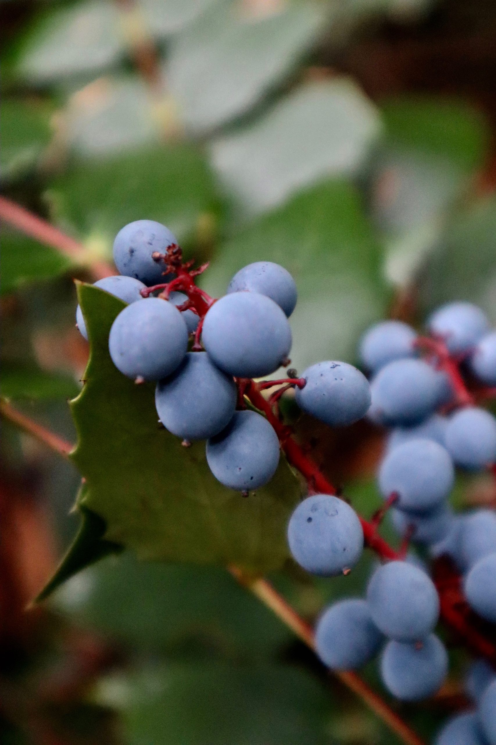 oregon grape