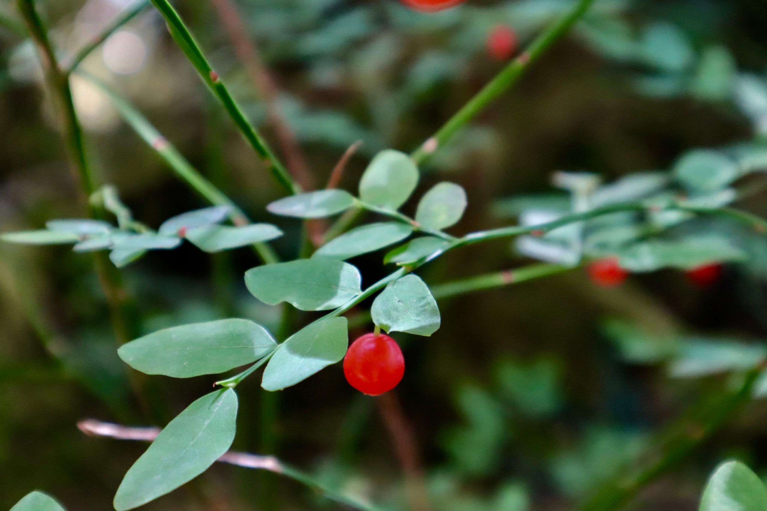 red-huckleberries