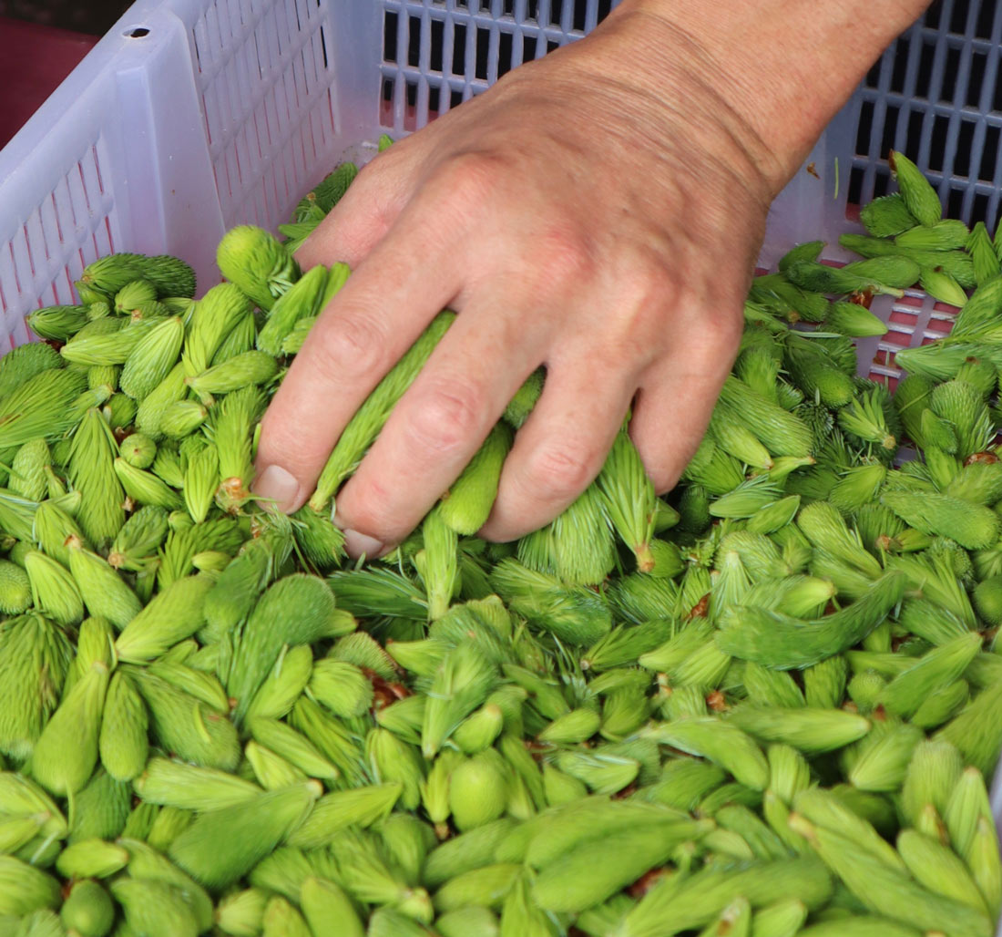 spruce-tips-hand