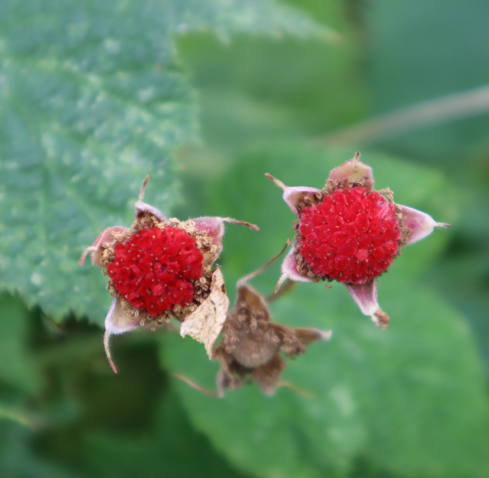 stinging-neddle