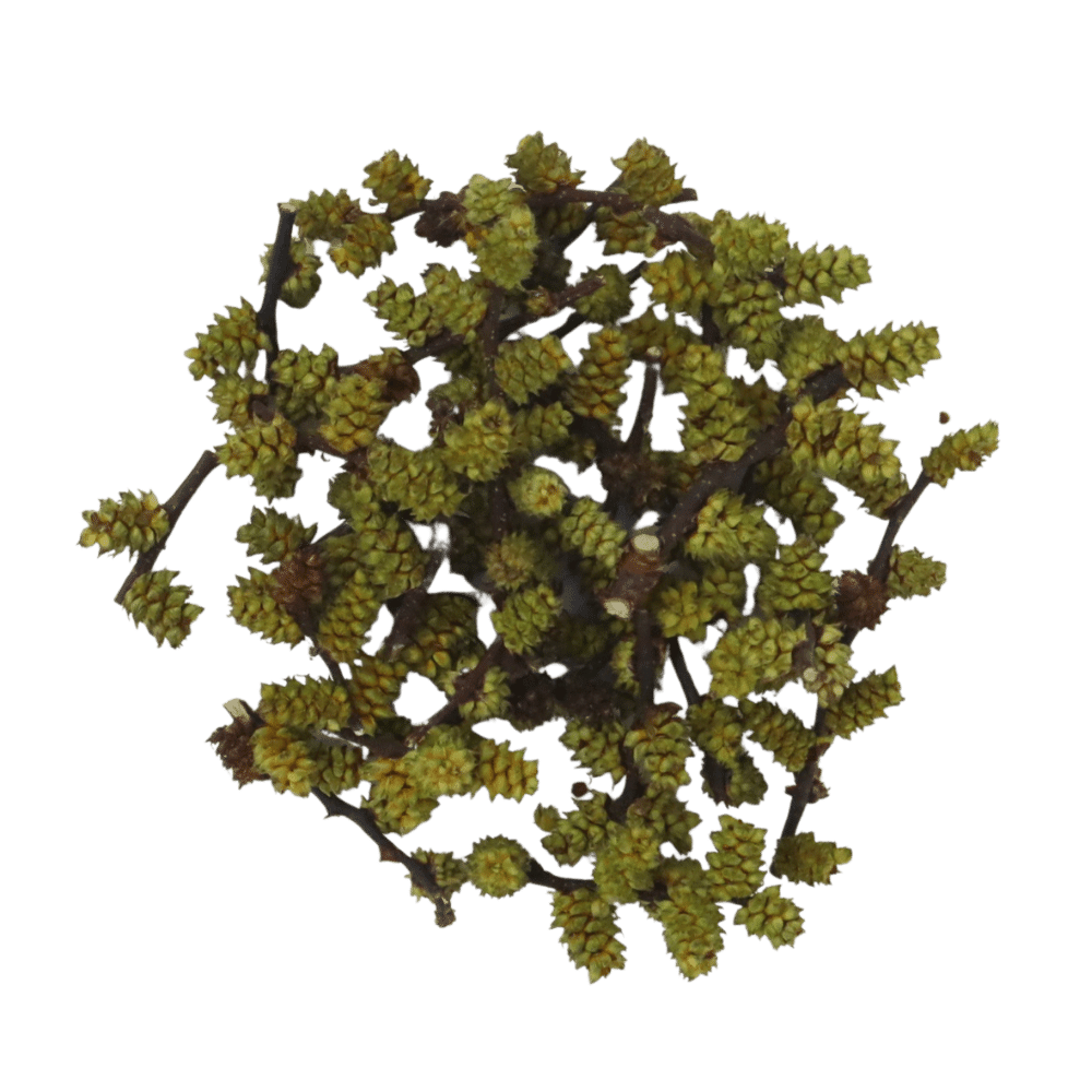 sweet-gale-dried